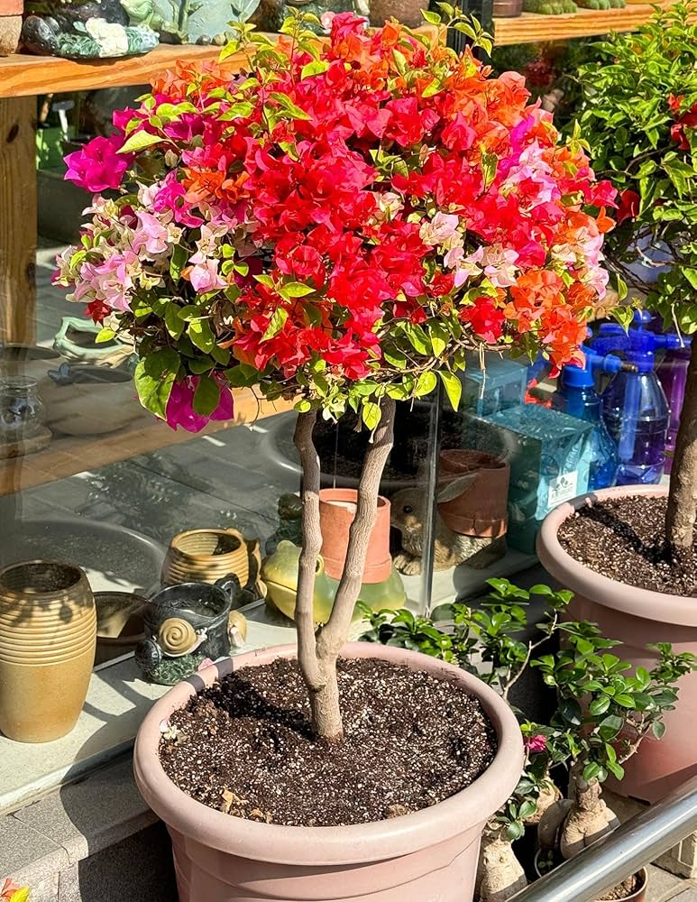 Bougainvillea Mixed Colors Flower Seeds for Planting