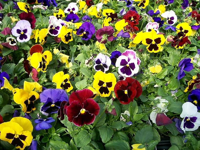 Viola Sorbet XP Rosa Halo Seeds for Pink and White Viola Flowers