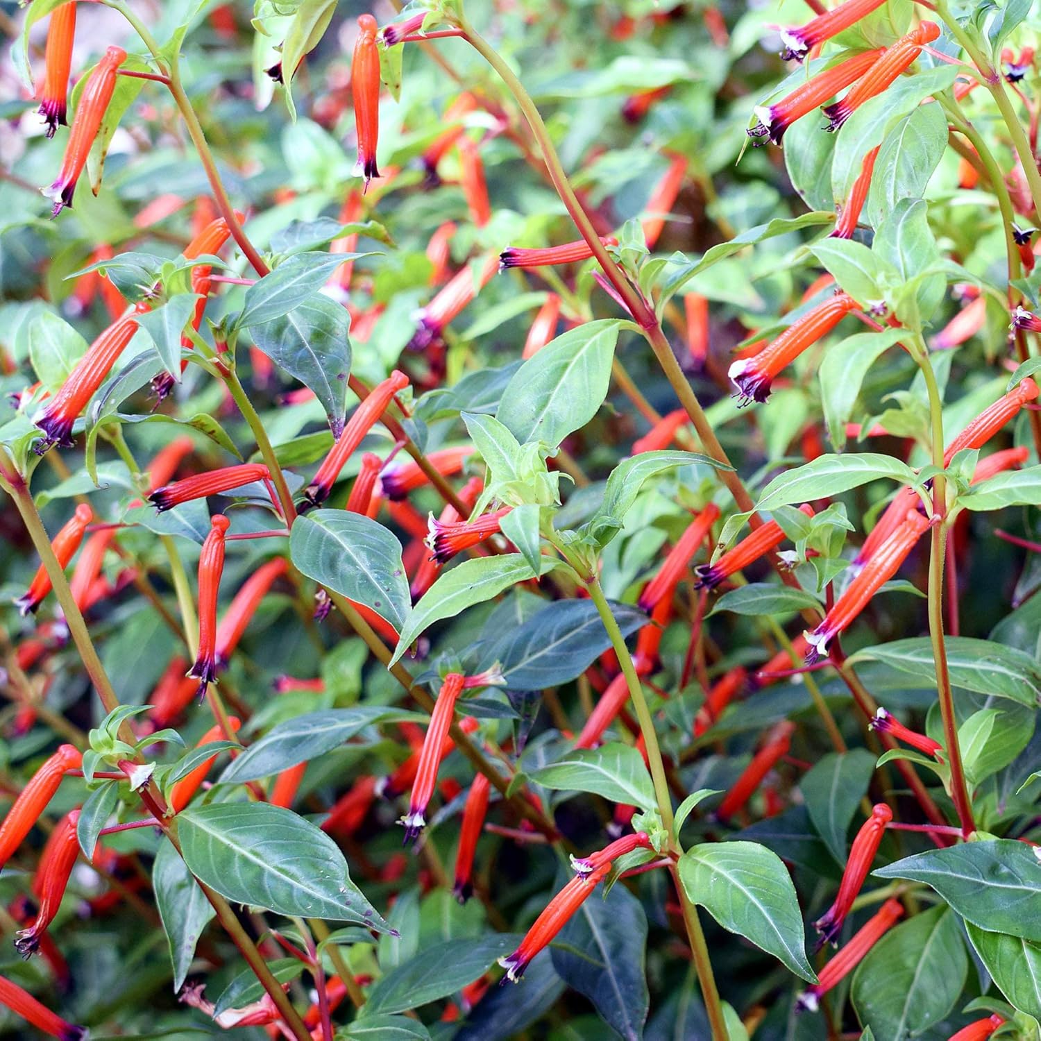 Cuphea Seeds Cigar Plant Firecracker Cuphea Ignea Perennial Annual Deer Resistant Non-Gmo Flower