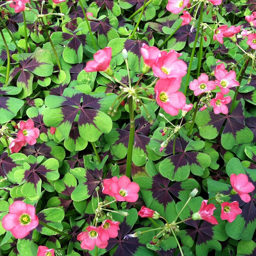 Oxalis Triangularis Mixed Flower Seeds for Planting