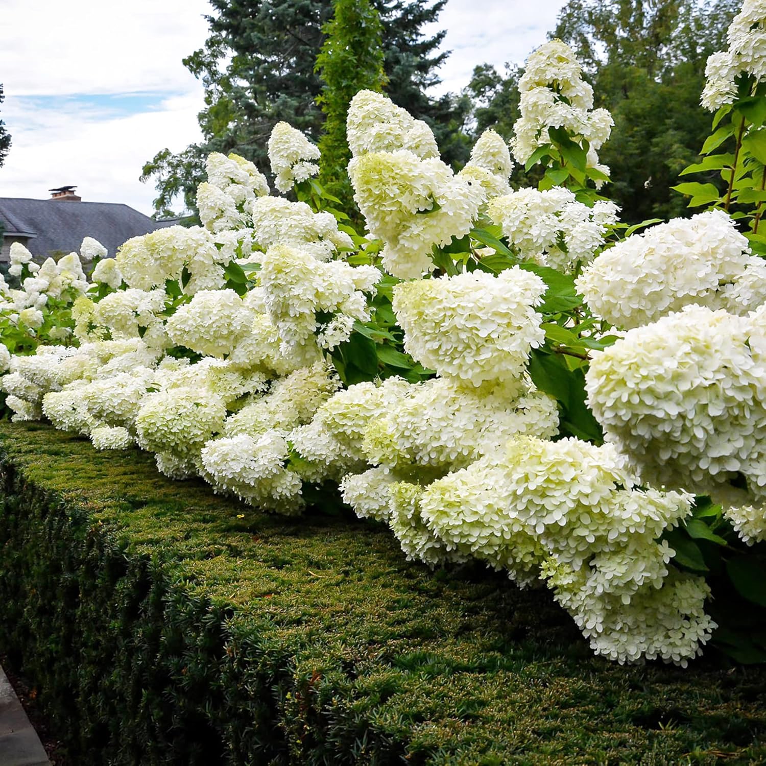 Hydrangea Paniculata Seeds Peegee Fast Growing Attracts Pollinators Bed Border Patio Outdoor