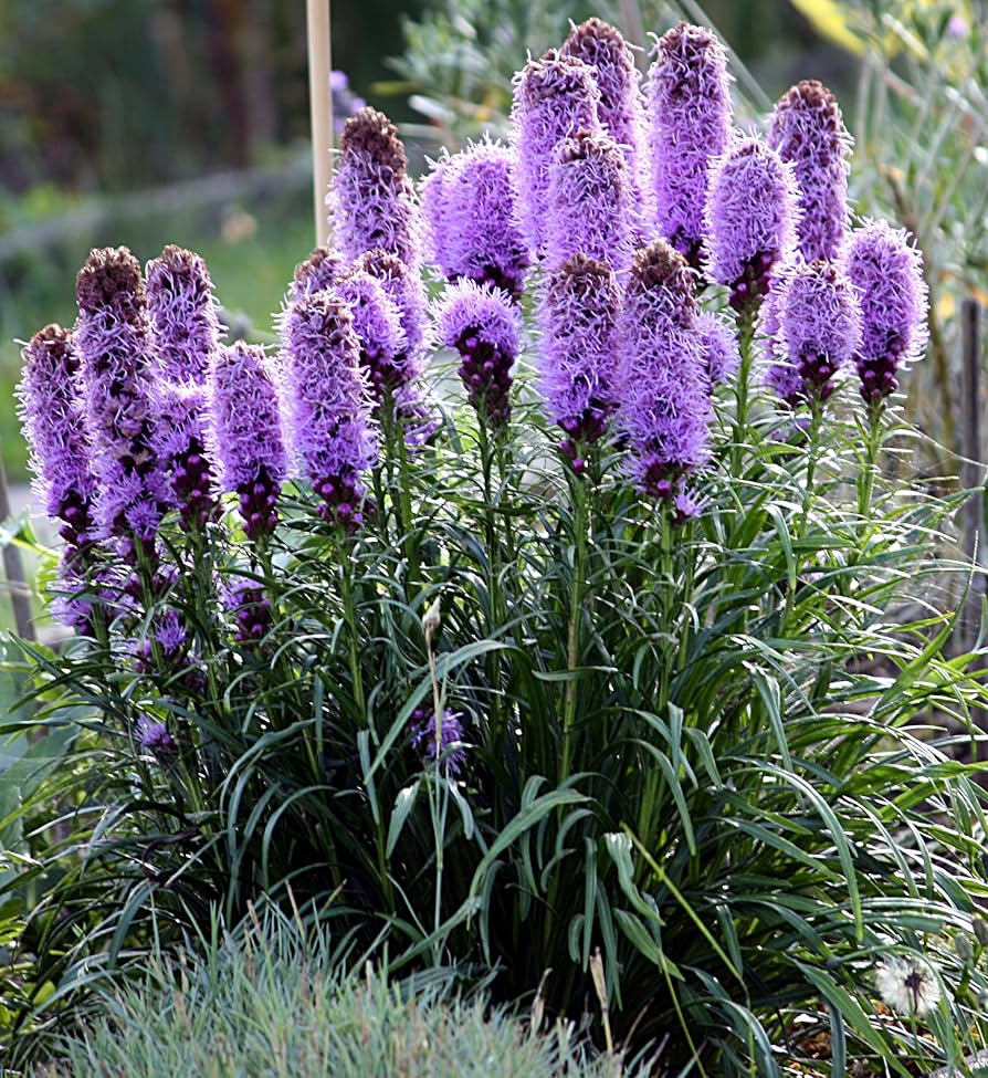 Liatris Spicata Liatris spicata Seeds for Planting in Flower Bed