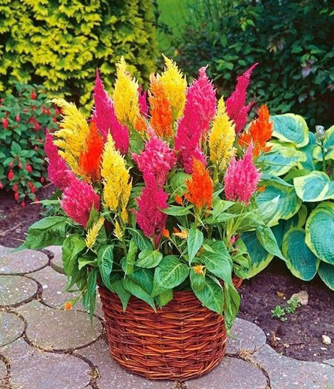 Kuhschelle Flower seeds for Planting - Long Bloom Season, Heirloom & GMO Free Seeds for Home Garden