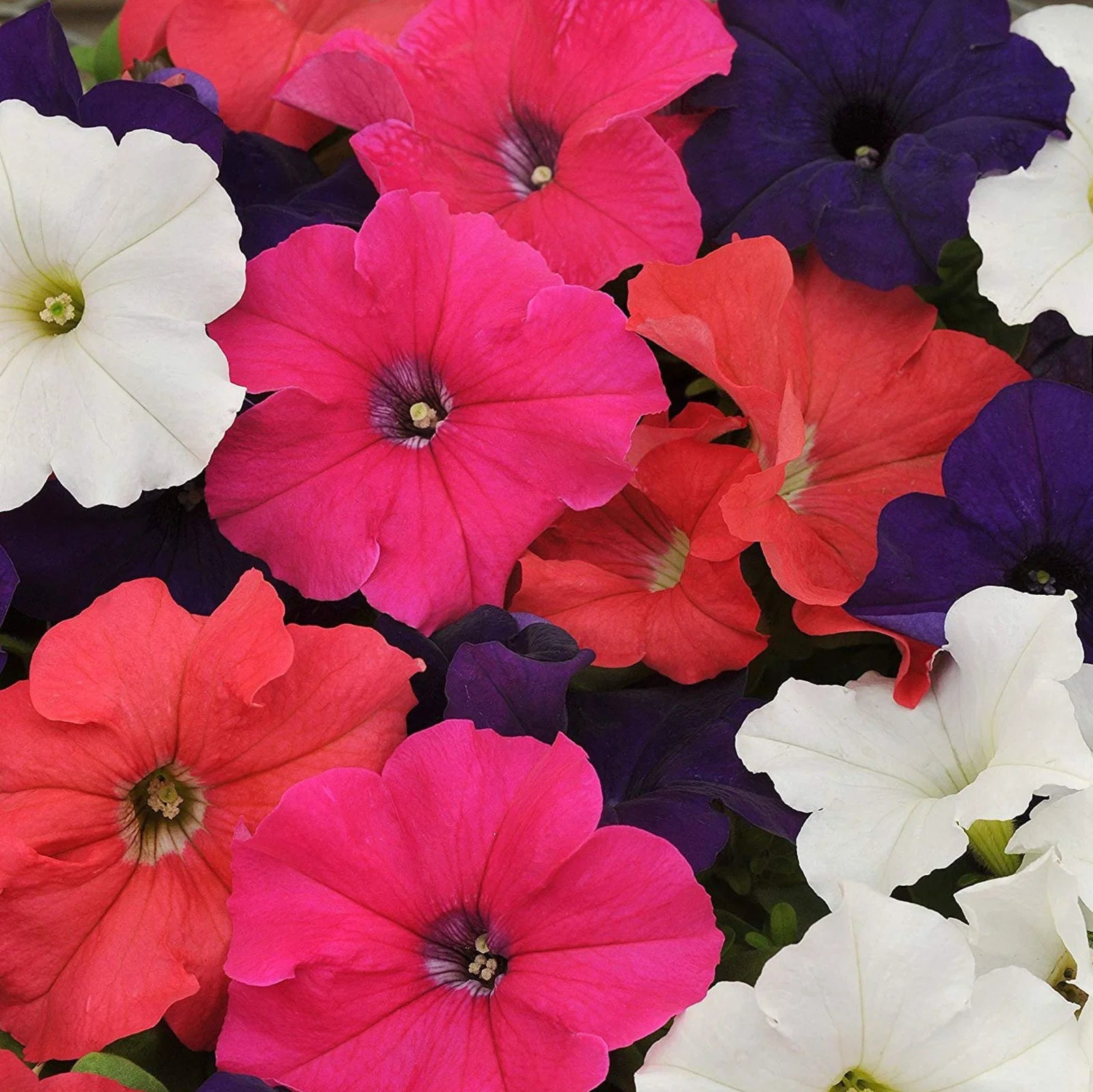 Petunia Mix Seeds for Planting  Colorful Annual Flowers - Evergrowseeds