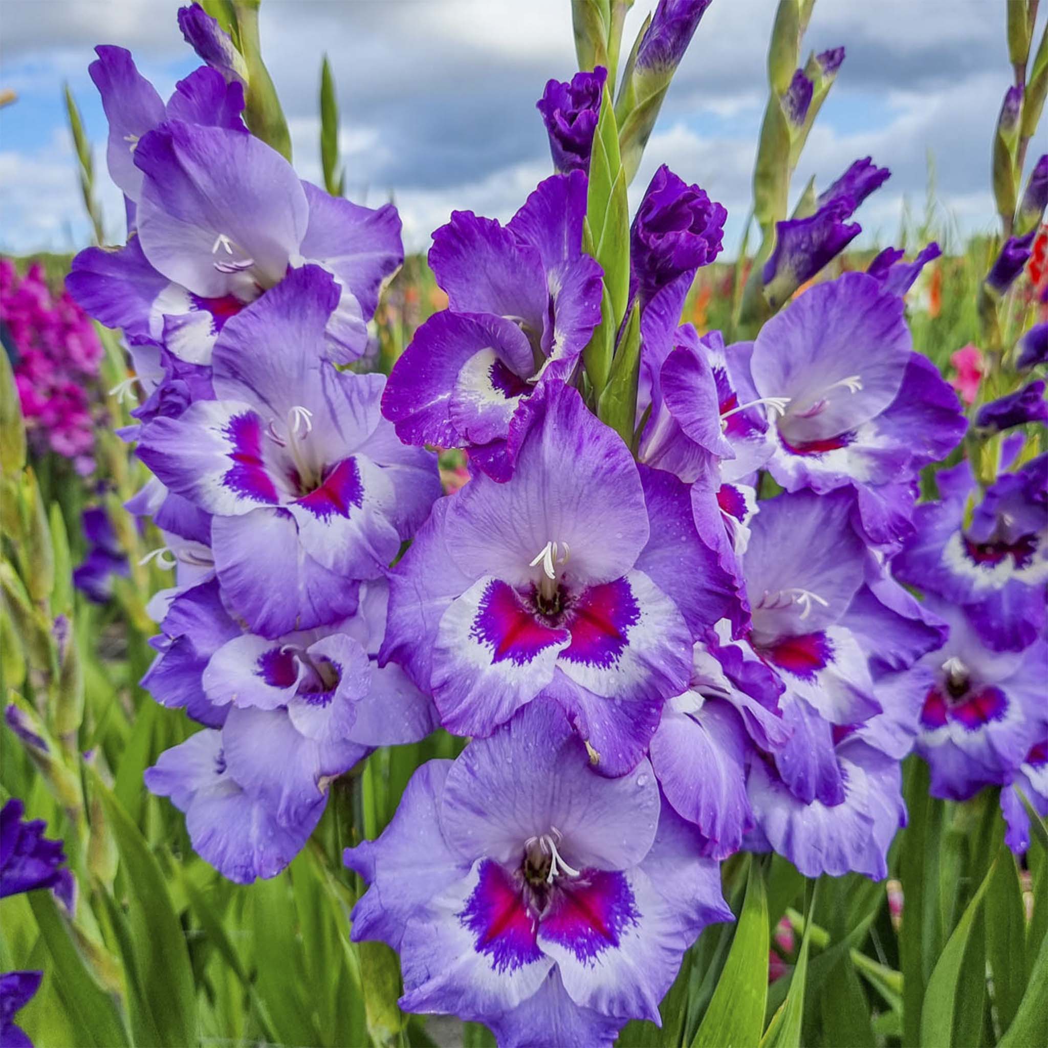 Pink Blue Gladiolus Flower Seeds for Planting Shade Tolerant Heirloom & GMO Free Seeds for Home Garden
 
 Sale