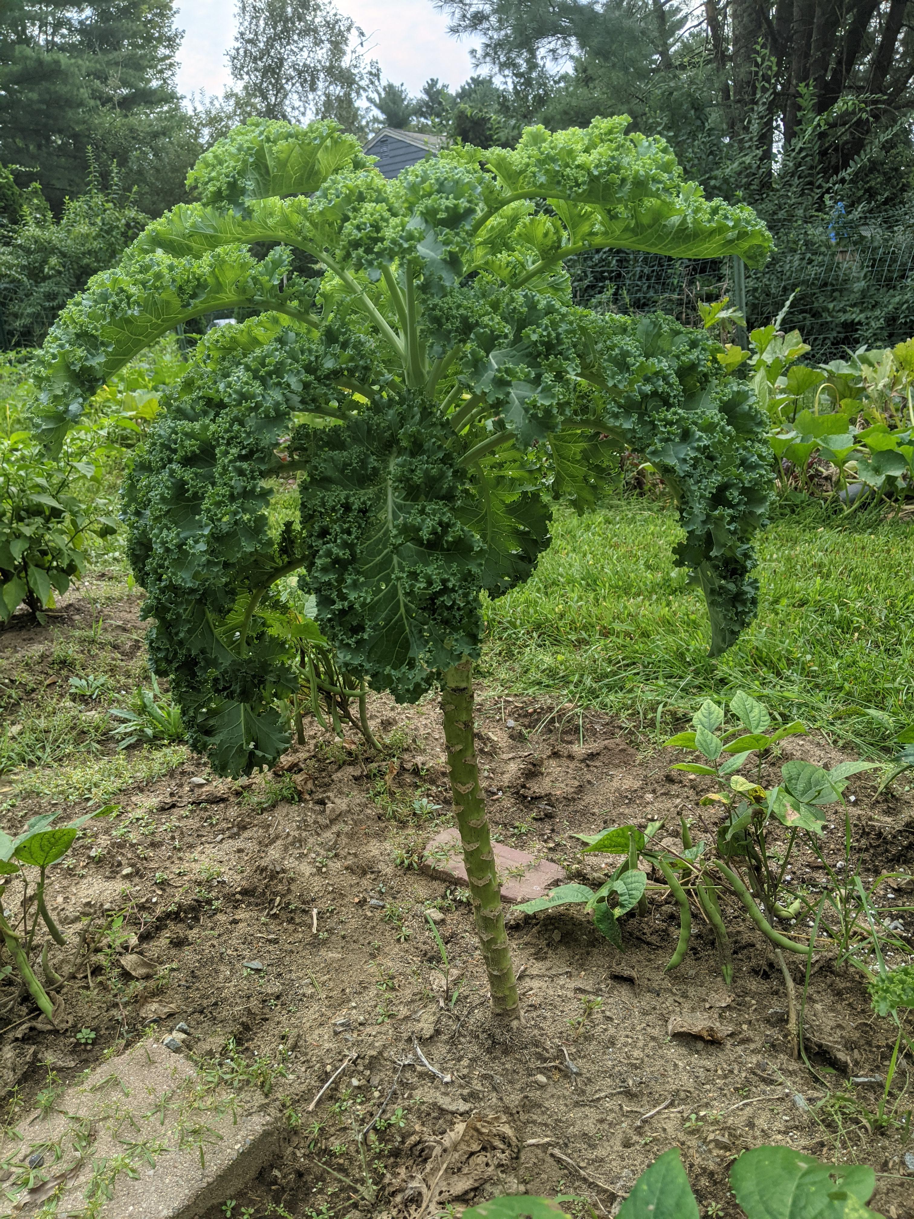 Green Walking Stick Kale Tree Seeds for Easy Planting