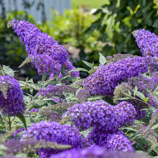 Violet Buddleia Flower seeds for Planting - Easy to Grow, Heirloom & GMO Free Seeds for Home Garden