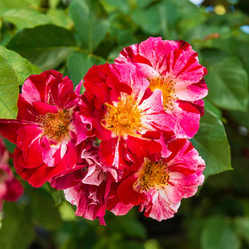 Red & White Climbing Rose Non-GMO Heirloom Garden Seeds Flower seeds for Planting - Wildflower Mix, Heirloom & GMO Free Seeds for Home Garden