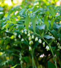 Solomons Seal Plant Seeds Planting Seeds