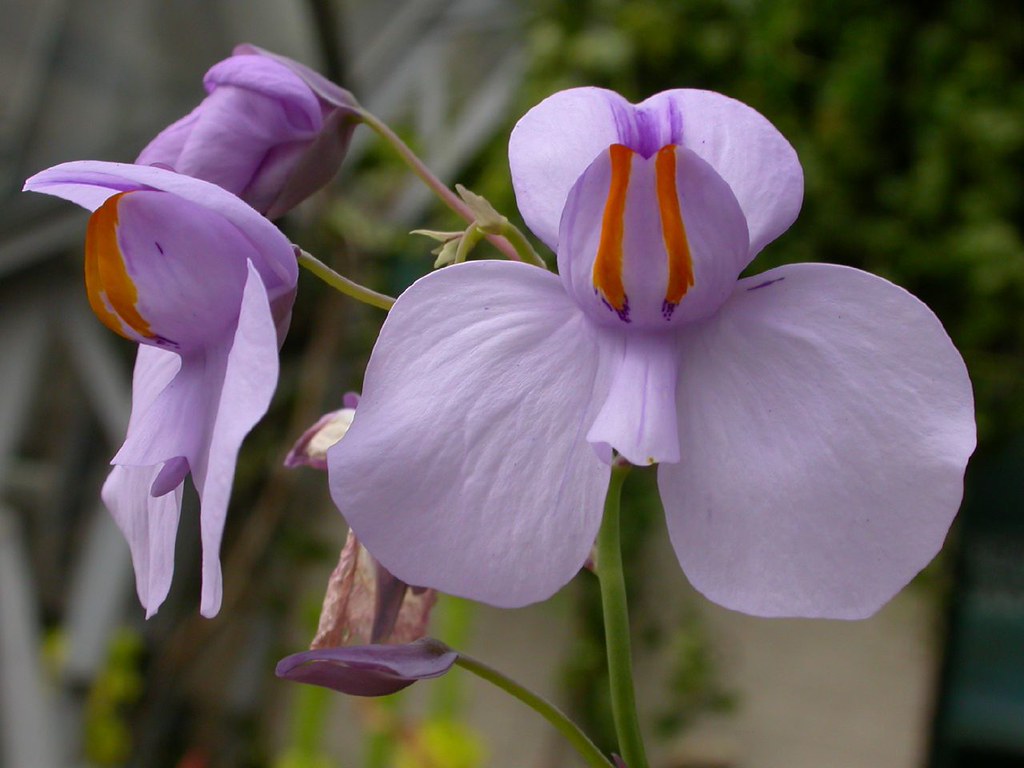 Utricularia Flower seeds for Planting - Cottage Garden Essential, Heirloom & GMO Free Seeds for Home Garden