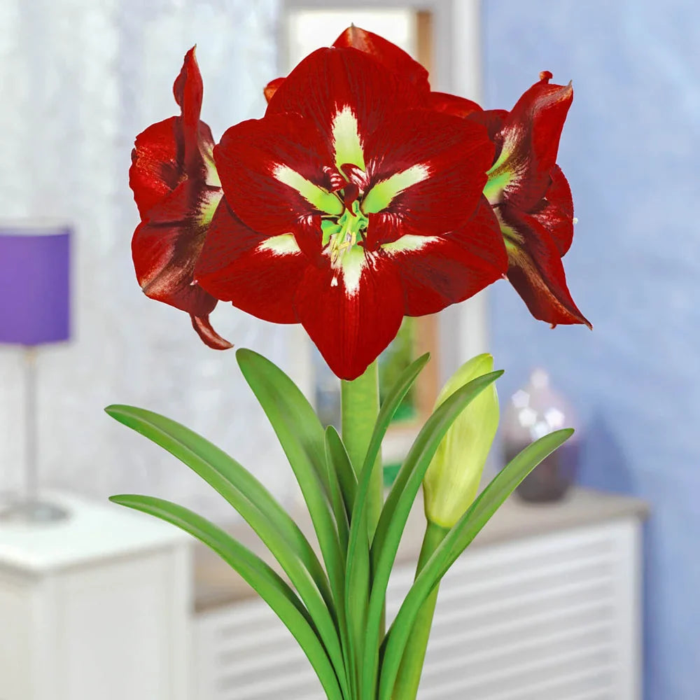 Red Amaryllis Barbados Flower Seeds for Planting Compact Growth Heirloom & GMO Free Seeds for Home Garden
 
 Sale