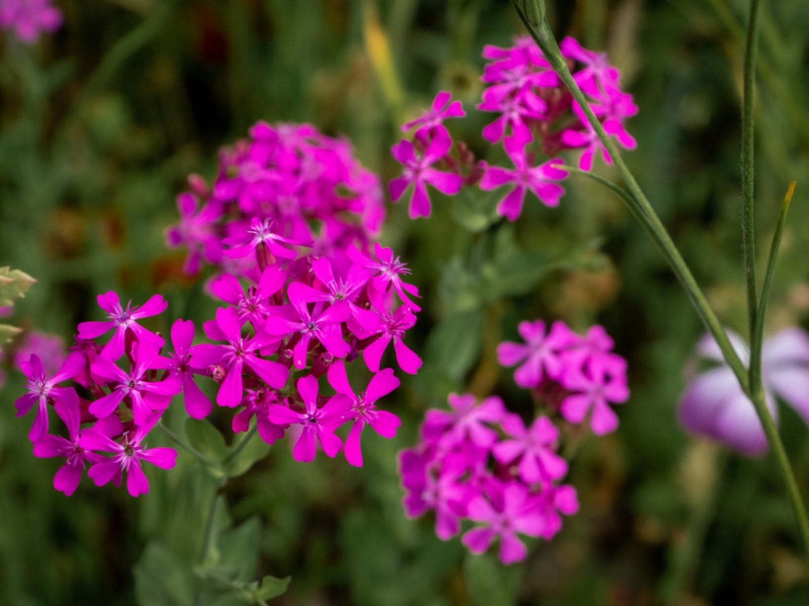 Catchfly Flower seeds for Planting Garden Favorite Heirloom & GMO Free Seeds for Home Garden