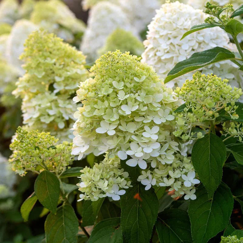Light Yellow Hydrangea Flower seeds for Planting - Cut Flower Favorite, Heirloom & GMO Free Seeds for Home Garden