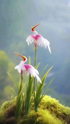 Taube Reiher Flower seeds for Planting - Vibrant Colors, Heirloom & GMO Free Seeds for Home Garden