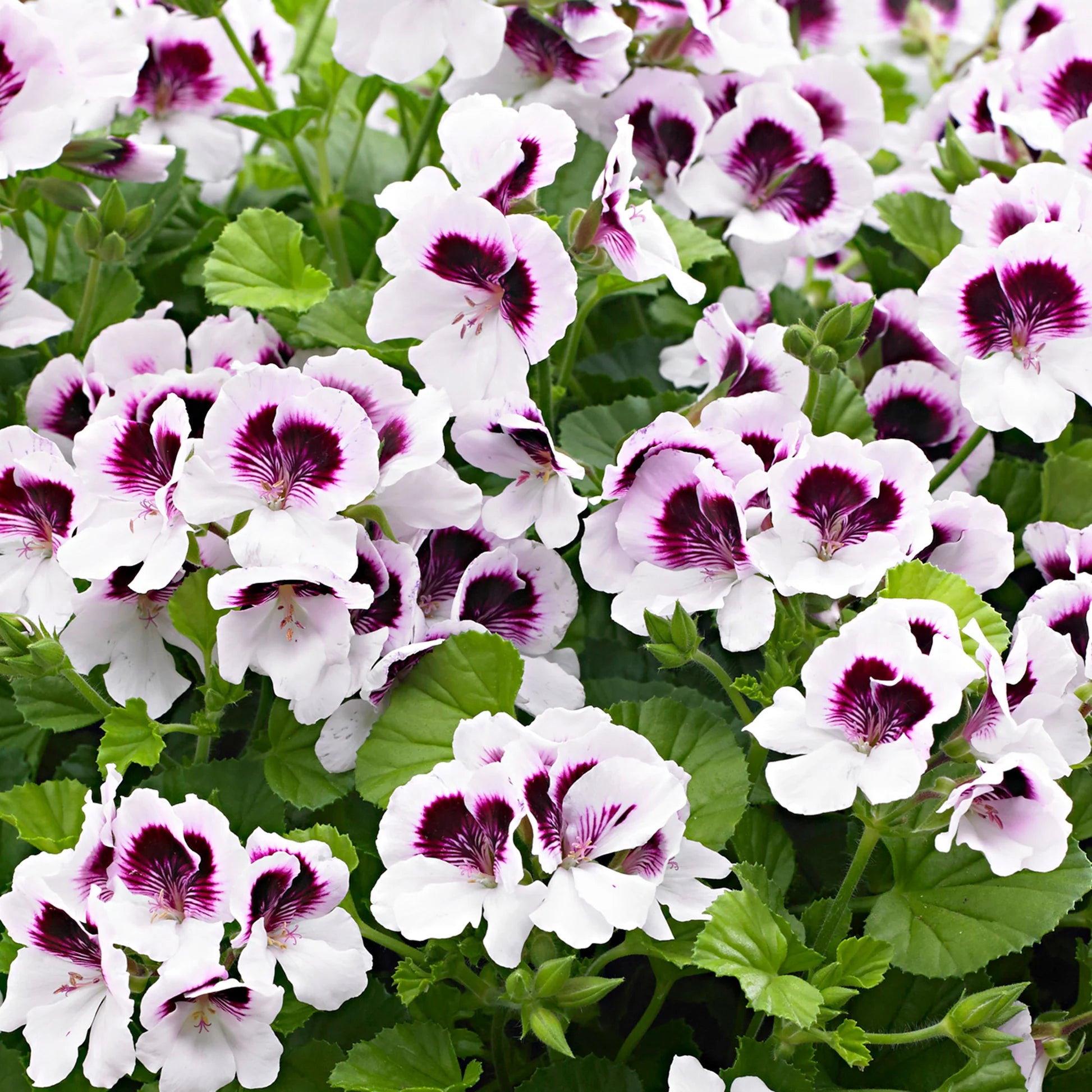 White Purple Geranium Flower Seeds for Planting Long Bloom Season Heirloom & GMO Free Seeds for Home Garden
 
 Sale