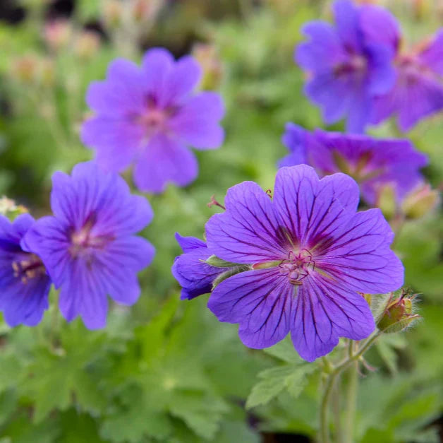 Cranesbill Geranium Seeds for Planting - Perennial Flowering Seeds - Evergrowseeds