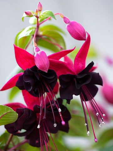 Black Pink Fuchsia Flower seeds for Planting - Garden Favorite, Heirloom & GMO Free Seeds for Home Garden