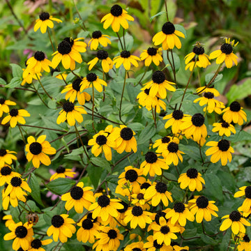 Rudbeckia Triloba Flower seeds for Planting - Wildflower Mix, Heirloom & GMO Free Seeds for Home Garden