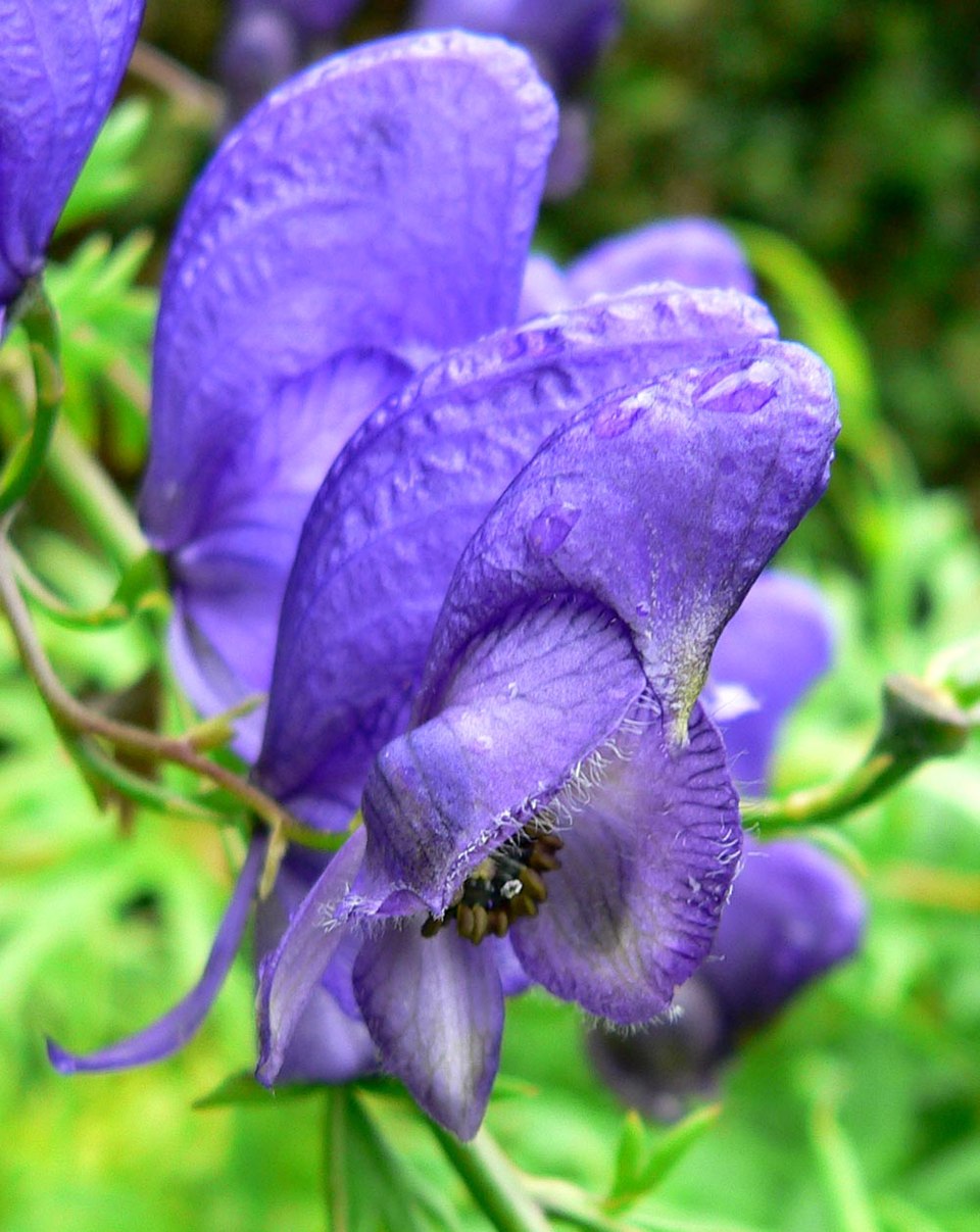 Aconitum Flower seeds for Planting - Perfect for Borders, Heirloom & GMO Free Seeds for Home Garden