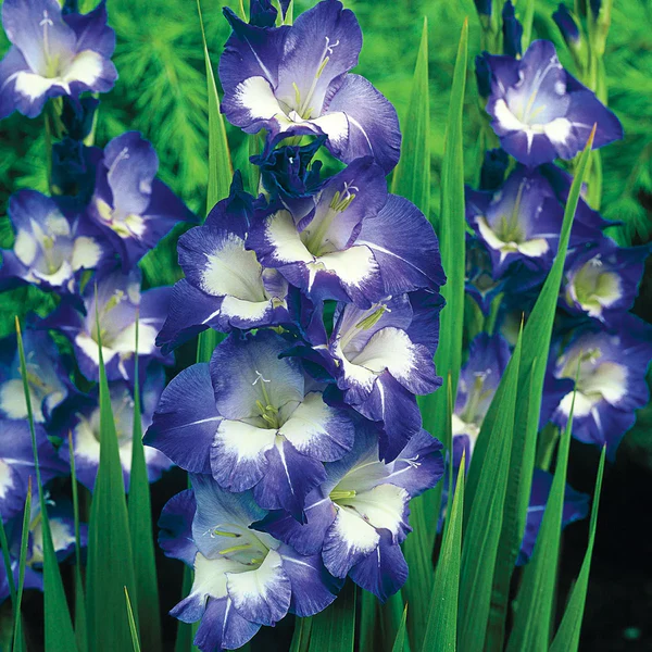 Blue Gladiolus Flower seeds for Planting Compact Growth Heirloom & GMO Free Seeds for Home Garden