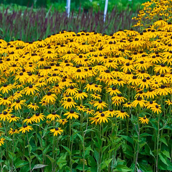 Fulgida Flower seeds for Planting Colorful Display Heirloom & GMO Free Seeds for Home Garden