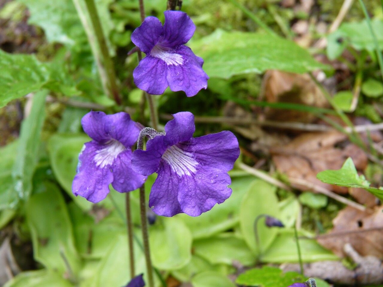 Blue Pinguicula Grandiflora Flower seeds for Planting - Bright Blooms, Heirloom & GMO Free Seeds for Home Garden