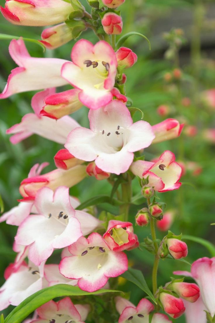 Pink Penstemon Flower seeds for Planting - Low Maintenance, Heirloom & GMO Free Seeds for Home Garden