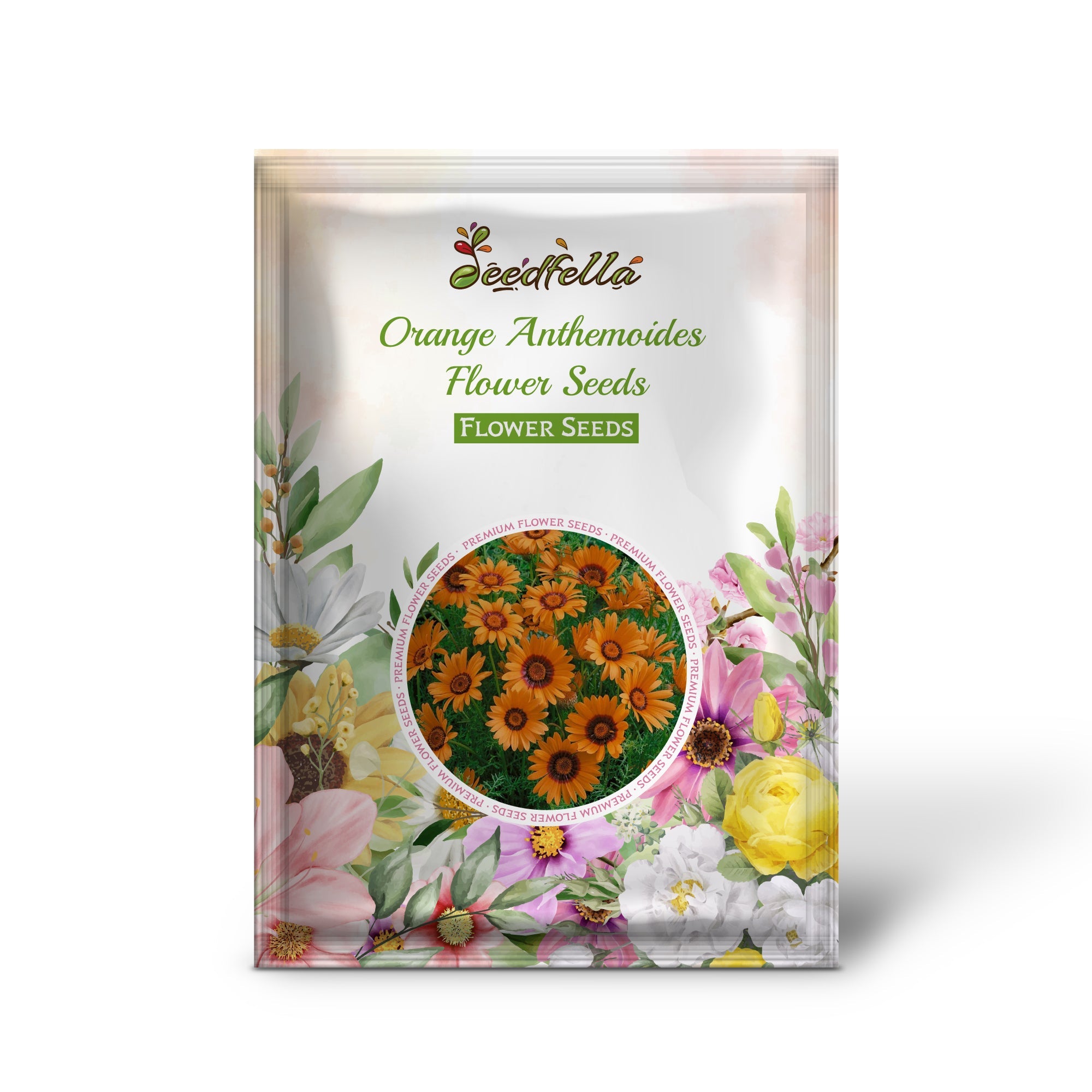 Orange Anthemoides Flower Seeds for Planting - Vibrant Annual Blooms for Your Garden