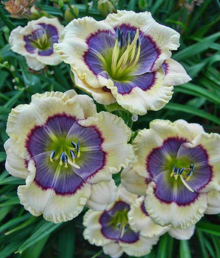 Blue Hemerocallis Flower seeds for Planting - Cottage Garden Essential, Heirloom & GMO Free Seeds for Home Garden