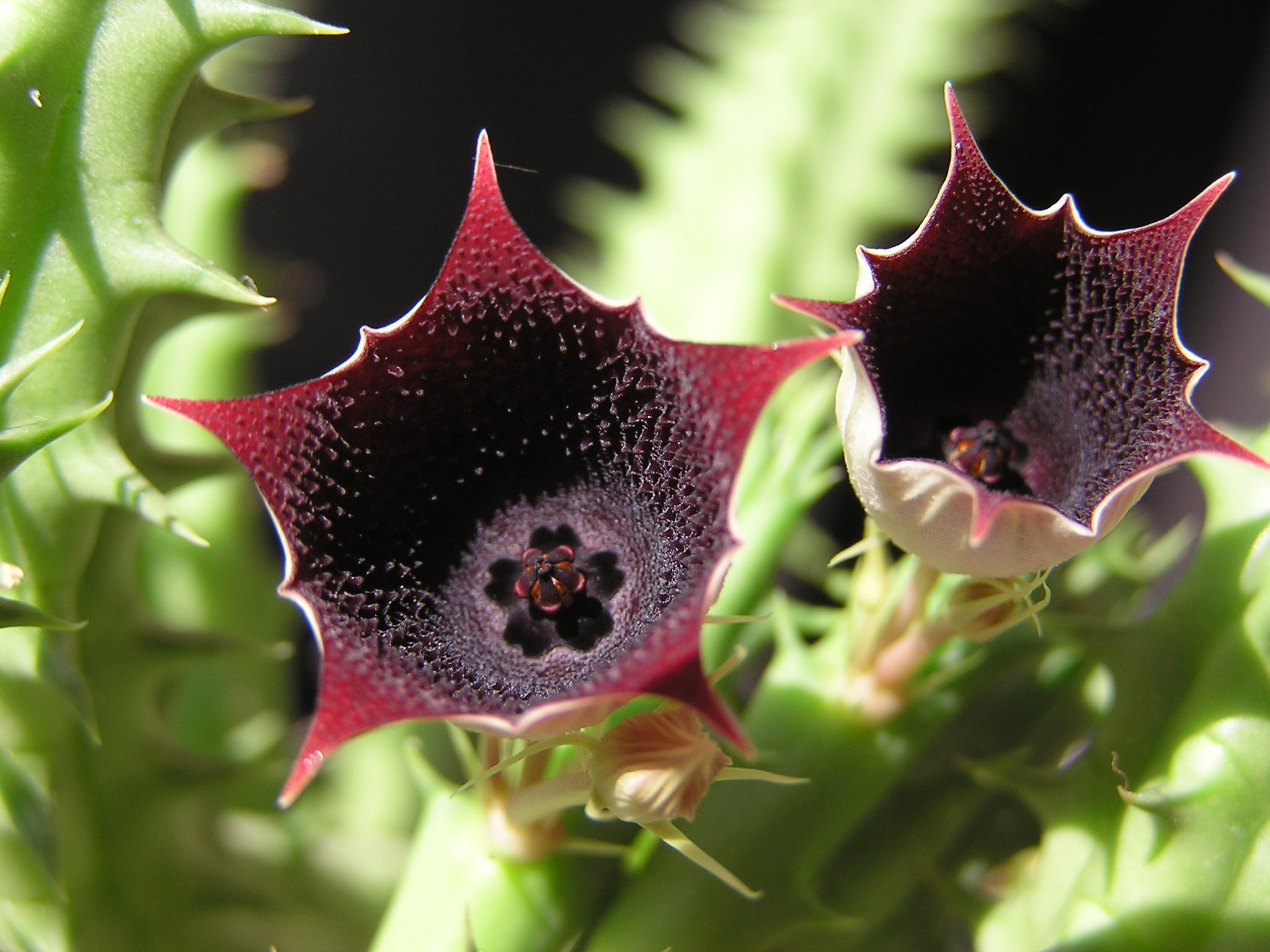 Huernia Keniensis Flower seeds for Planting - Compact Growth, Heirloom & GMO Free Seeds for Home Garden