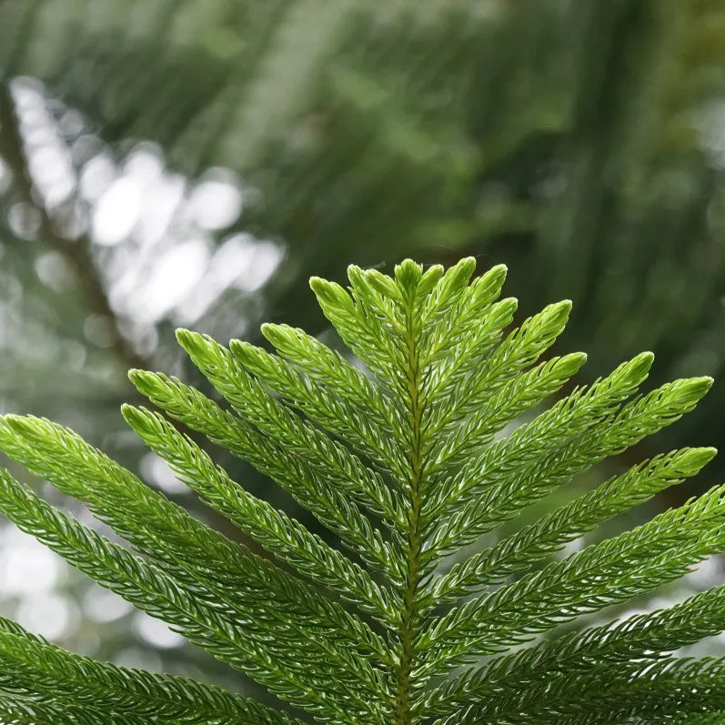 Majestic Araucaria Plant Seeds For Planting