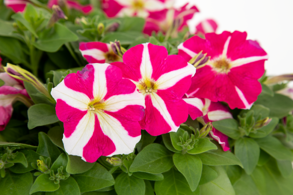 Pink White Tritunia Rose Flower seeds for Planting - Wildflower Mix, Heirloom & GMO Free Seeds for Home Garden