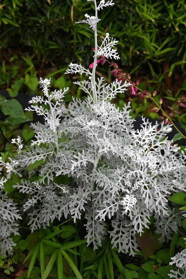 White Cineraria Miller Plant Seeds: Your Path To Gorgeous Floral Arrangements