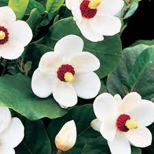 Yulan Flower Seeds White Planting Instructions