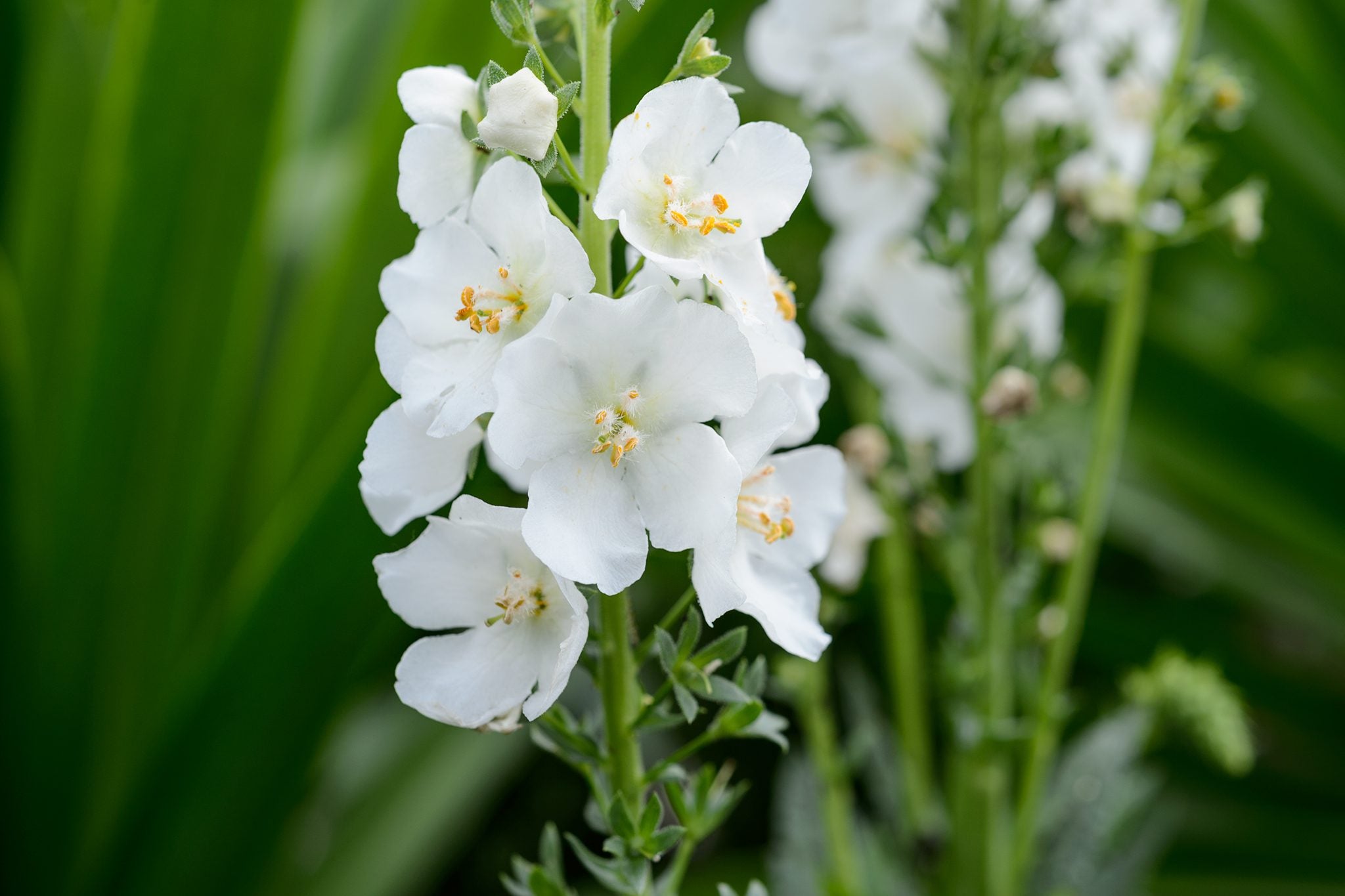 White Verbascum Flower seeds for Planting - Seasonal Bloomer, Heirloom & GMO Free Seeds for Home Garden