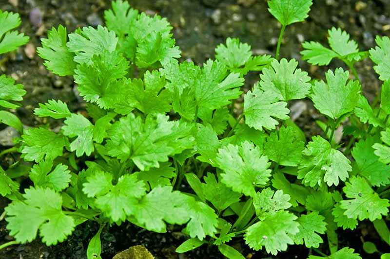 Coriander Herb Seeds – Organic Seasonal Parsley Plant
