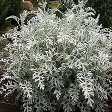 White Cineraria Miller Plant Seeds: Your Path To Gorgeous Floral Arrangements
