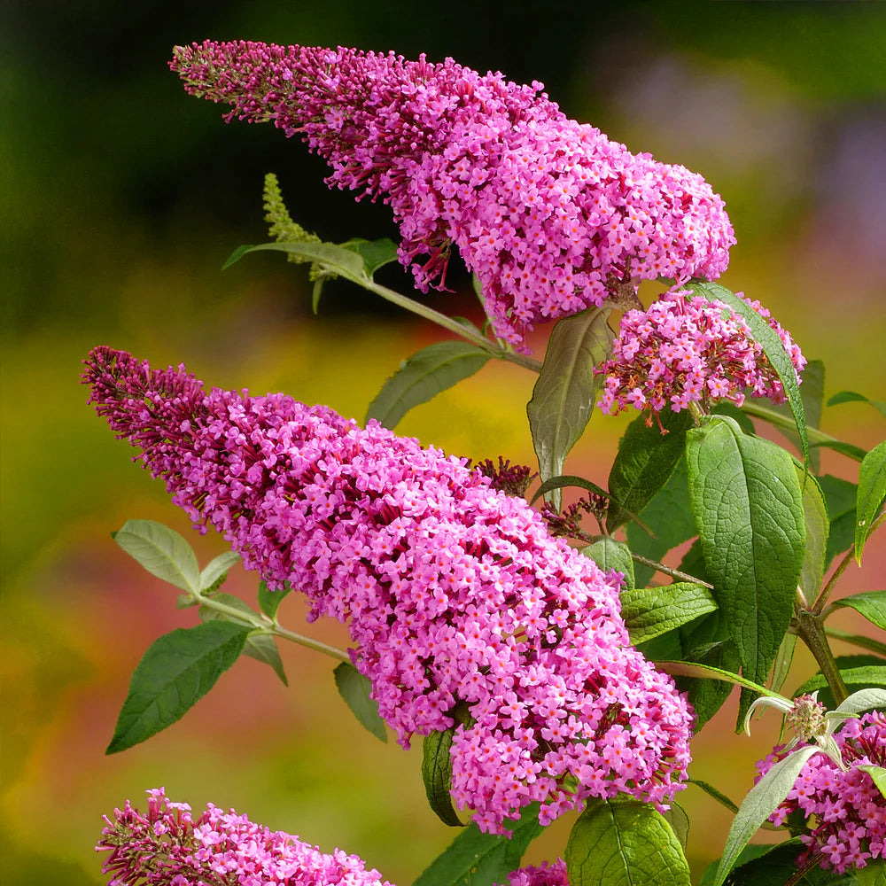 Pink Buddleia Flower Seeds for Planting Shade Tolerant Heirloom & GMO Free Seeds for Home Garden
 
 Sale
