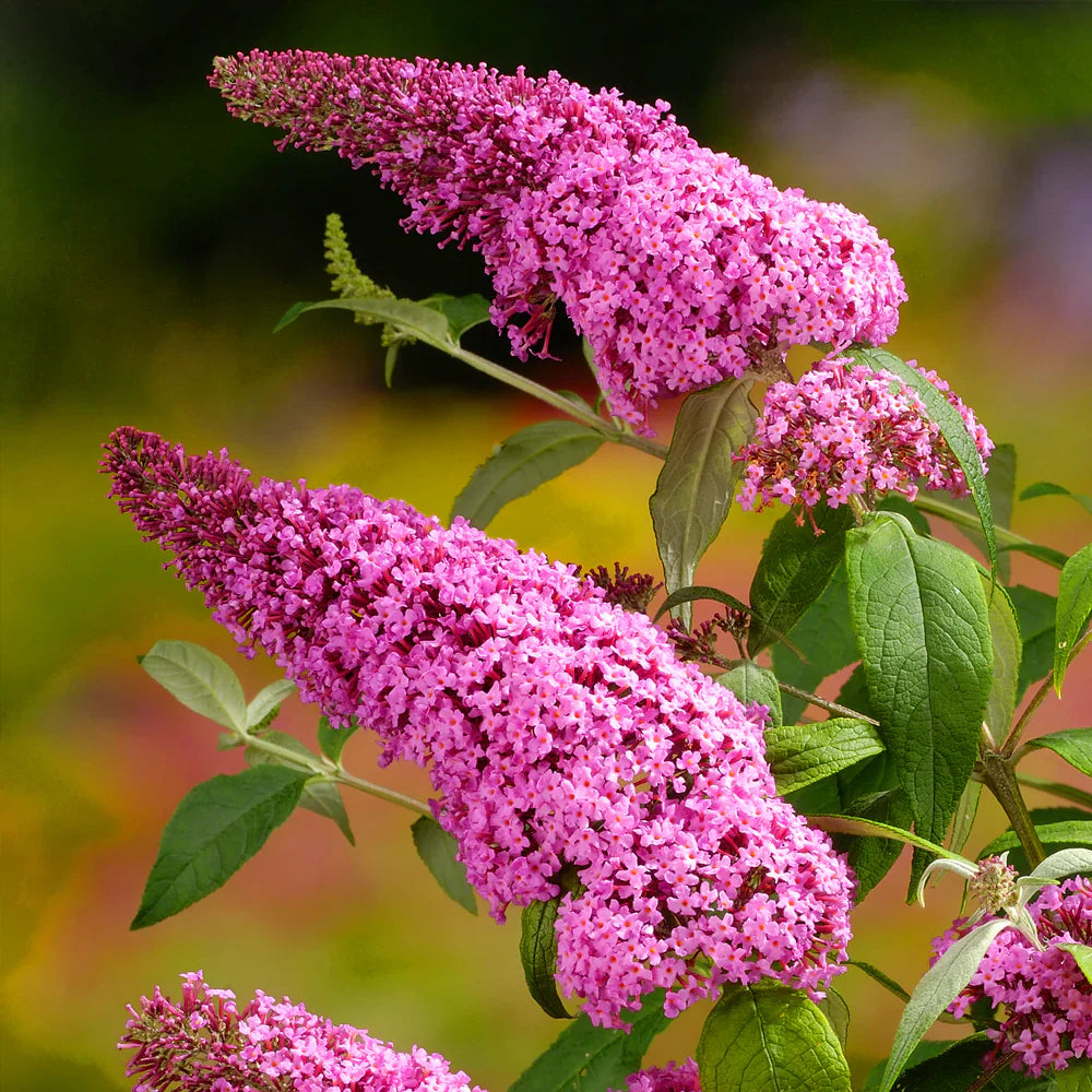 Heirloom Buddleia Flower seeds for Planting Perfect for Borders Heirloom & GMO Free Seeds for Home Garden