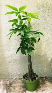Majestic Green Braid Pachira Tree Seeds For Easy Planting Plant Seeds