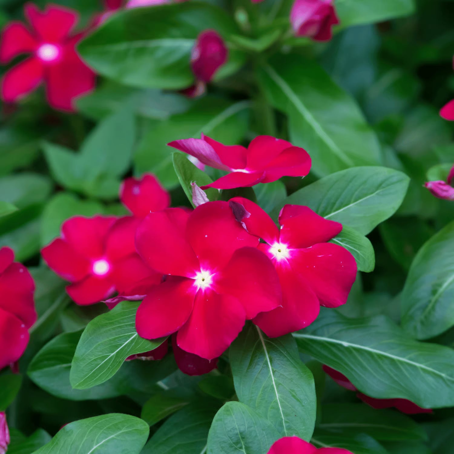 Vinca Minor Seeds for Planting - Hardy Perennial Flower Seeds - Evergrowseeds