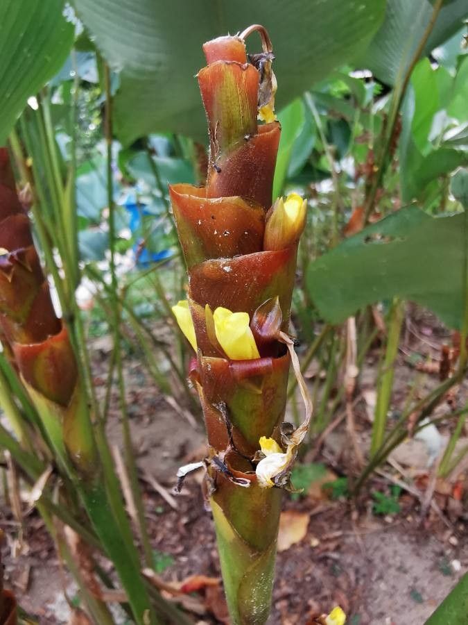 Brown Calathea Lutea Flower seeds for Planting - Drought Tolerant, Heirloom & GMO Free Seeds for Home Garden