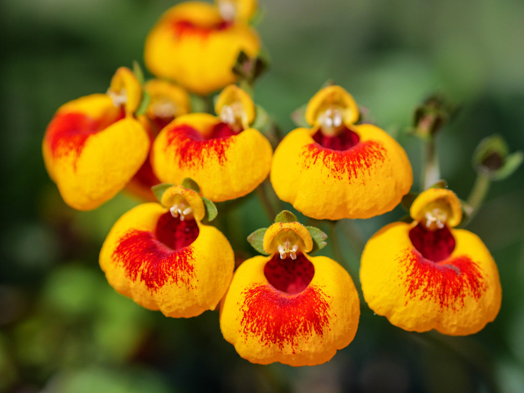 Yellow Red Calceolaria Flower seeds for Planting - Colorful Display, Heirloom & GMO Free Seeds for Home Garden