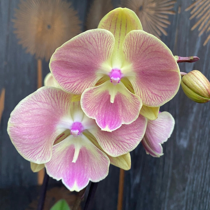 Butterfly Orchid Flower seeds for Planting - Cut Flower Favorite, Heirloom & GMO Free Seeds for Home Garden