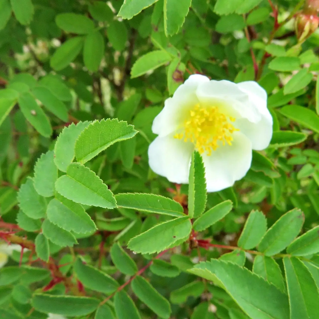 Cream Rosa Xanthina Flower Seeds for Planting Wildflower Mix Heirloom & GMO Free Seeds for Home Garden
 
 Sale