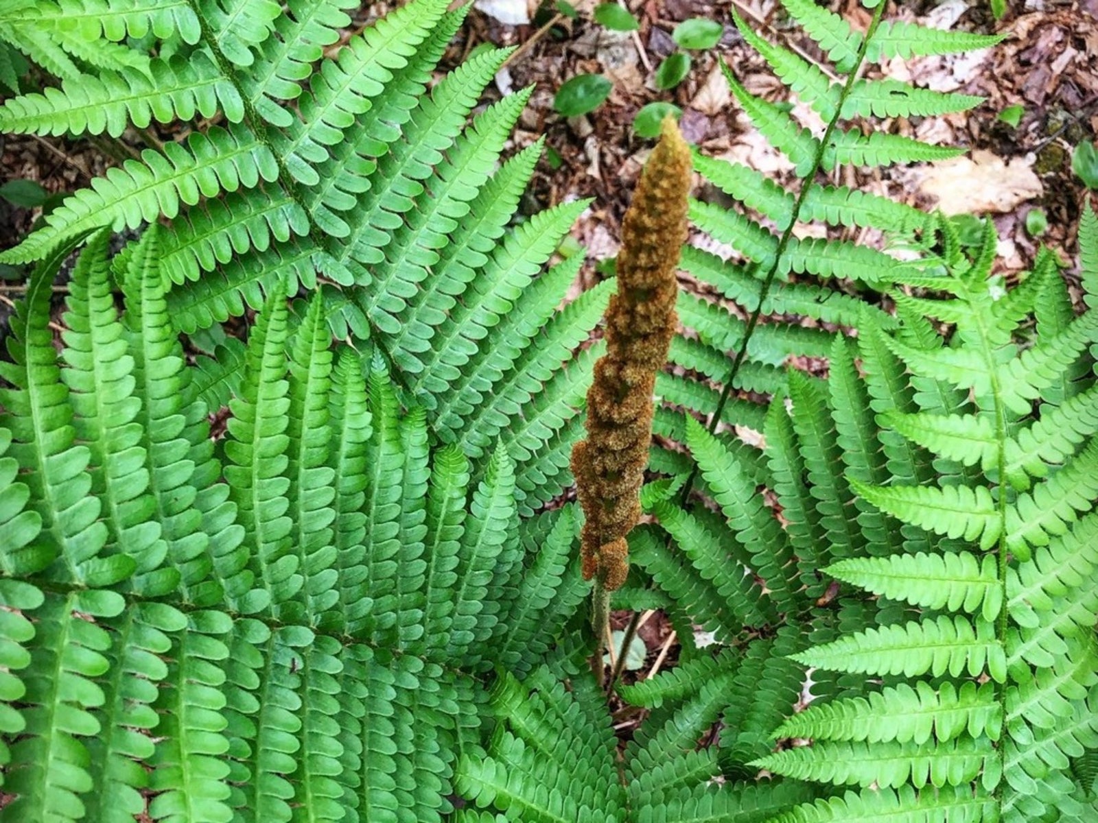 Cinnamon Fern Planting Seeds  Lush Green Fern for Shaded Gardens