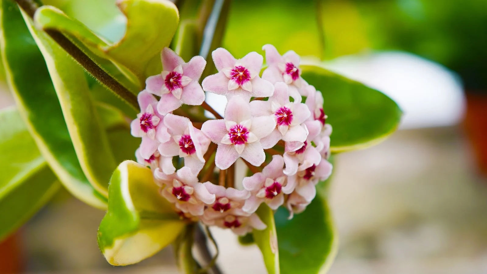 White Light Pink Hoya Flower Seeds for Planting Premium Quality Heirloom & GMO Free Seeds for Home Garden
 
 Sale
