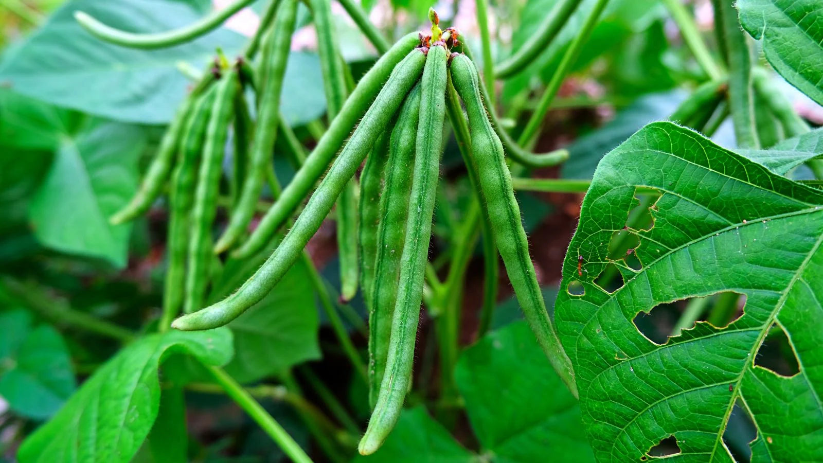 White Cattle Bean Seeds  Perfect for Home Vegetable Gardens