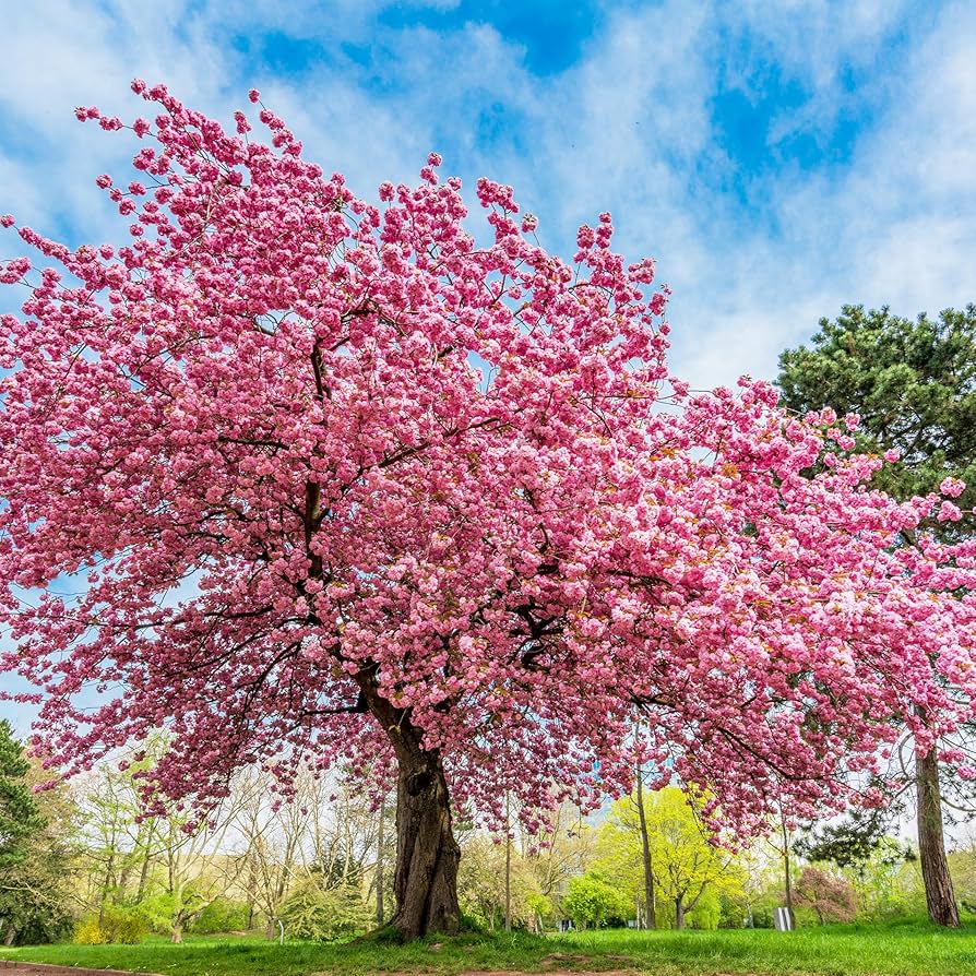 Japanese Sakura Seeds for Planting in Garden & Flower Bed