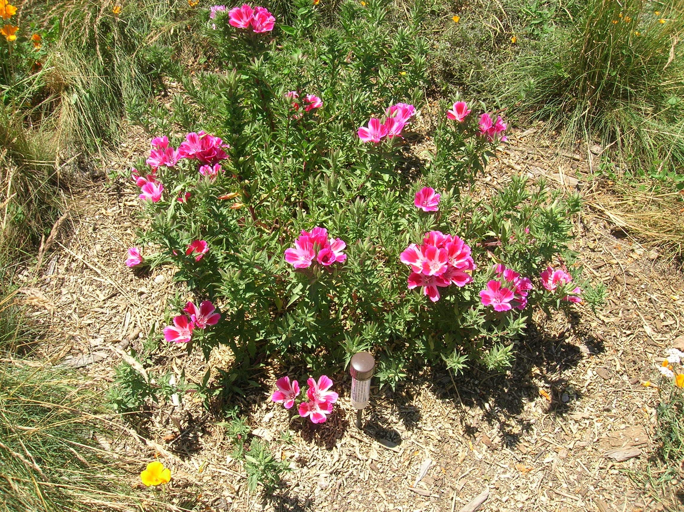 Clarkia Catley Seeds for Planting - Colorful Flowers for Flower Bed & Urban Garden
